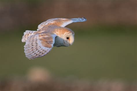 Barn Owl in Flight - Peak District Wildlife Photography