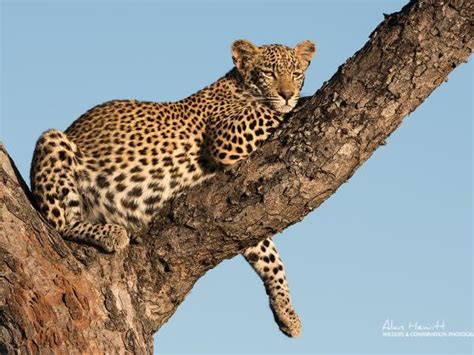 South Africa wildlife photography safari | Responsible Travel