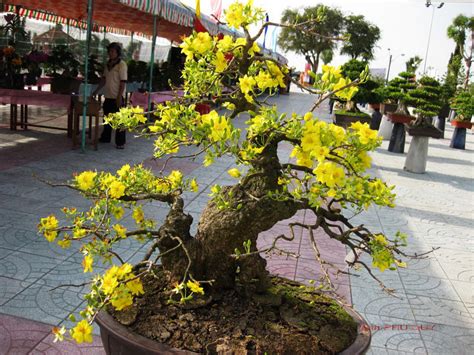 Hướng dẫn cách trồng mai bonsai