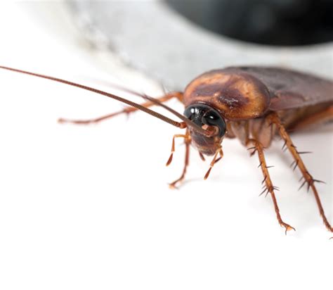 Cockroaches in Drains - Pest Control Technology