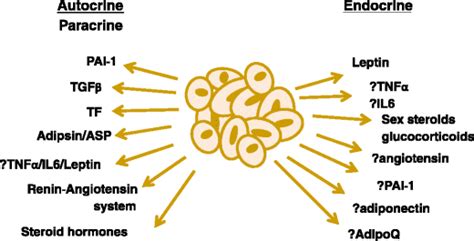 Hormones and other substances secreted by adipose tissue.... | Download Scientific Diagram