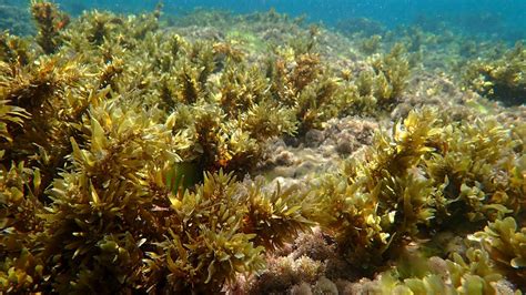 Aquaculture tech turns seaweed into a tailored superfood - ISRAEL21c