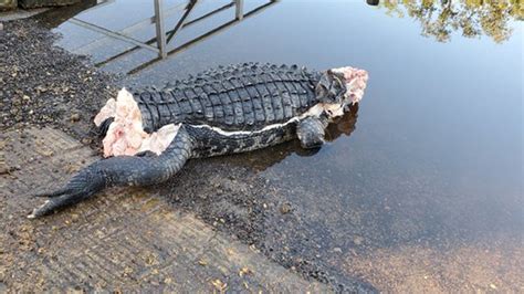 Mutilated alligator found in Florida without head or tail | Fox News