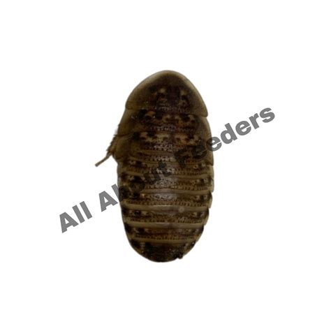 Dubia Roaches | All About Feeders