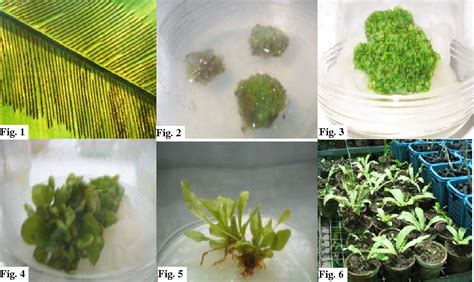 Figure 4 from In vitro propagation of bird's nest fern (Asplenium nidus ...