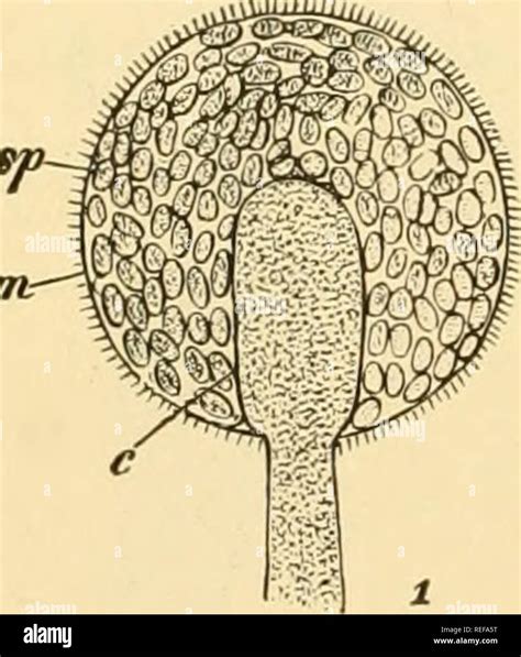 . Comparative morphology of Fungi. Fungi. 8 COMPARATIVE MORPHOLOGY OF FUNGI they are called ...