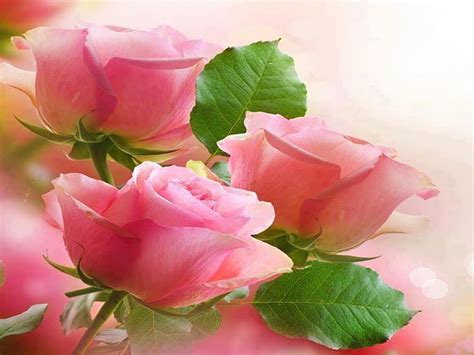 Pink Roses, green leaves, petal, nice HD wallpaper | Pxfuel