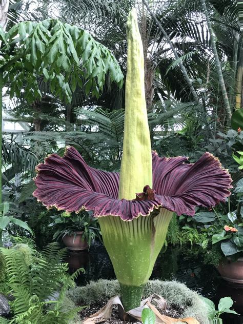 Amorphophallus titanum (Titan Arum) - World of Flowering Plants