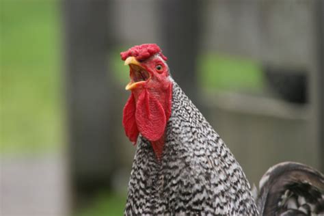 Ayam Jantan Berkokok Foto Stok - Unduh Gambar Sekarang - Serangga ...