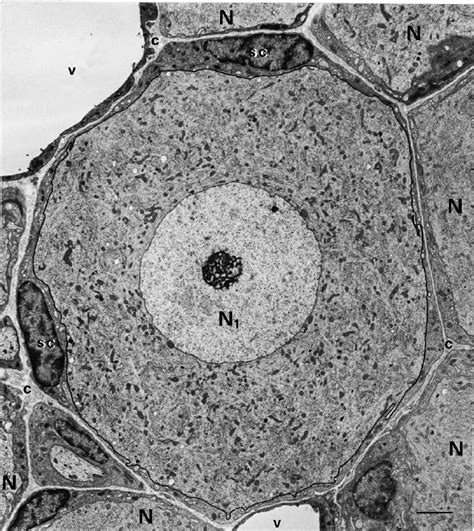 Nerve Cell Under The Microscope