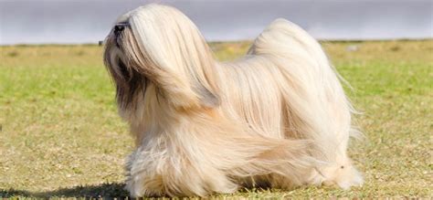 17 Long-Haired Dog Breeds [and Grooming Tips] - PlayBarkRun