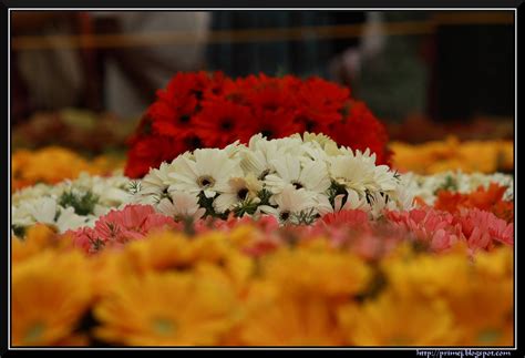 Prime Photos: Lalbagh Flower Show - August 2011