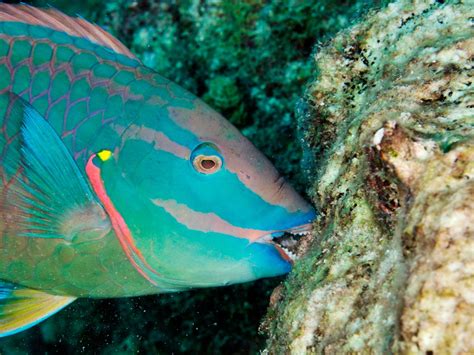 Protect Phu Quoc environment: Save parrotfish, save coral reef