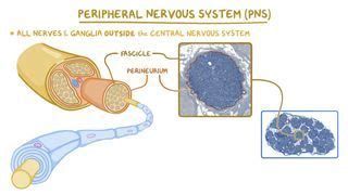 Mononeuropathy: What Is It, Causes, Treatment, and More | Osmosis