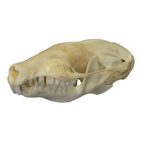 Real Eastern Mole Skull For Sale – Skulls Unlimited International, Inc.