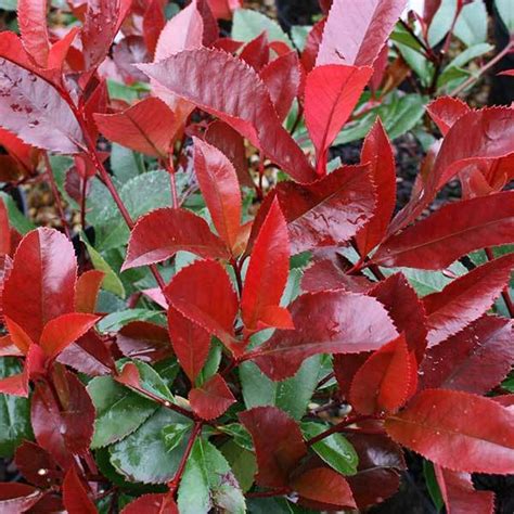 Photinia Red Robin – Pioneer Nursery