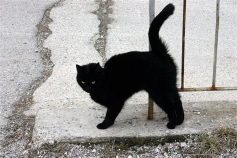 File:A Black Cat.jpg - Wikimedia Commons