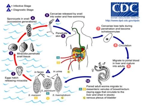 Trematode