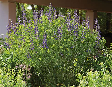 Native Prairie Plants for Any Size Garden | Garden Gate