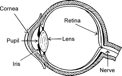 IdiPAZ researchers work with MIT on 3D printed cornea replacements Human Eye Diagram, Diagram Of ...