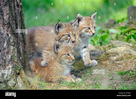 European Lynx, cubs / (Lynx lynx, Felis lynx Stock Photo: 66880255 - Alamy