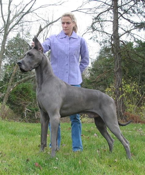 European-Blue-Great-Dane-Puppies-Picture - Dog Breeders Guide