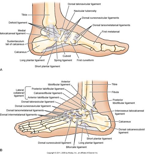 Signs, symptoms, and assessment (diagnose) of ankle sprain