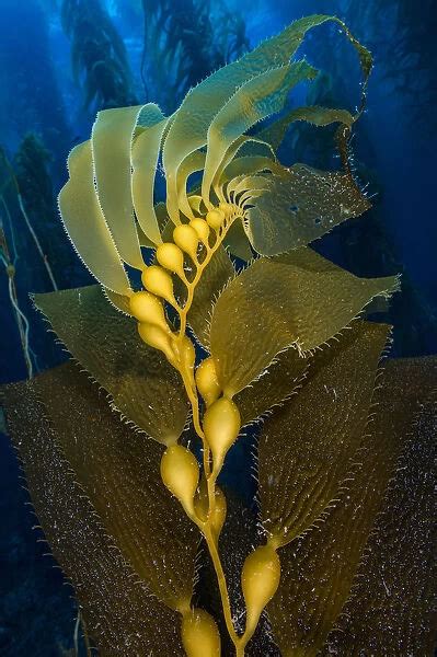 Air filled bladders of Giant kelp (Macrocystis pyrifera) #15297799