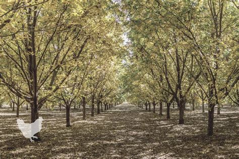 Why Is The Pecan Tree Important To Texas? — Farm & Animals