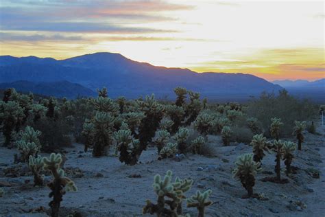 Cholla Cactus Garden | Sunrise Joshua Tree NP | Navin75 | Flickr