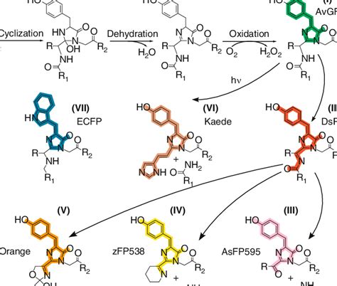 Formation and chemical structures of different GFP chromophores. (a)... | Download Scientific ...