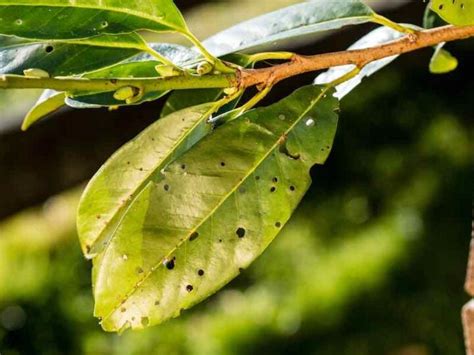 Apricot Tree Diseases: How to Identify, Treat, and Prevent Apricot Tree Diseases - Minneopa Orchards