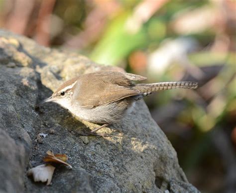 Insectivorous Western birds - Crystal Beach Local News