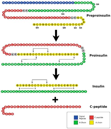 Biomedicines | Free Full-Text | C-Peptide as a Therapy for Type 1 Diabetes Mellitus | HTML