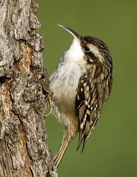 Wendy Paulson's Birds of Barrington | Brown Creeper - 365Barrington