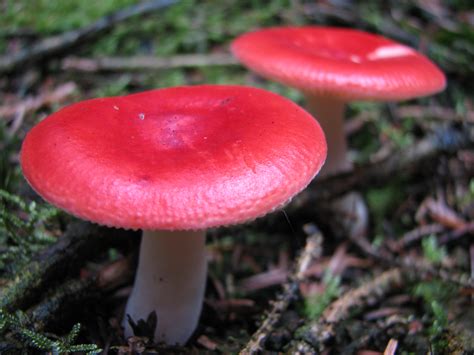 File:Mushroom-IMG 3300.JPG - Wikipedia