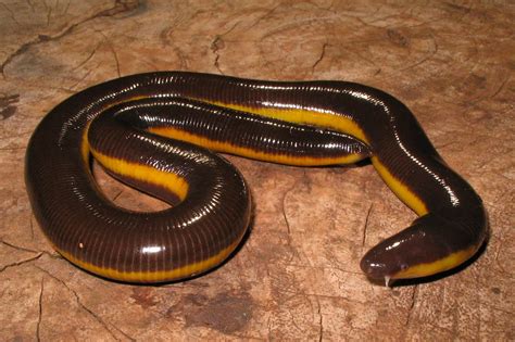 goa wildwatch: Ichthyophis davidi -the new species of caecilian from Karnataka.image by Vikram ...