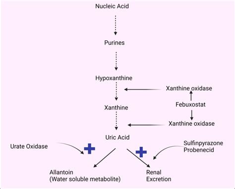 Mechanism of action of febuxostat This study aimed to develop a ...