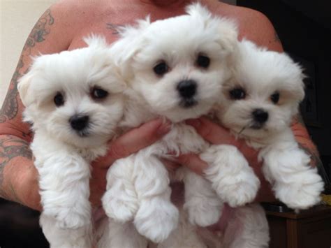 Spain Geous White Maltese Puppies For Sale | Animals | Pinterest | Maltese, Animal and Dog