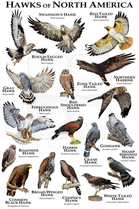 Hawks of North America Poster Print / Field Guide in 2021 | Backyard birds watching, Backyard ...