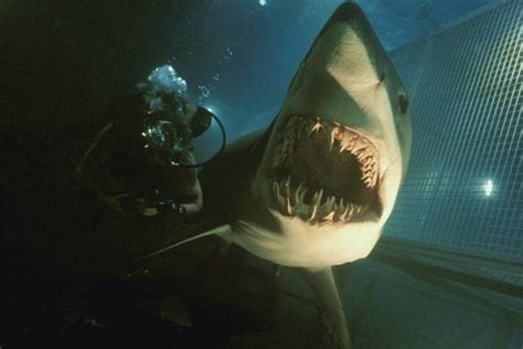 Which Of The Most Fearsome Sharks In Movie History Would Win In A Battle Royale? - BroBible