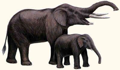 Primelephas, a four-tusked elephant that lived 4-6 million years ago | Elephant pictures ...