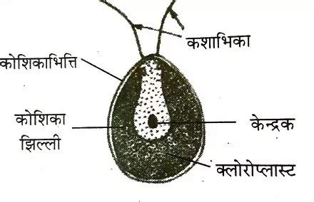 Parts of a Cell,जीवद्रव्य (Protoplasm)क्या है?,Physical Properties ...