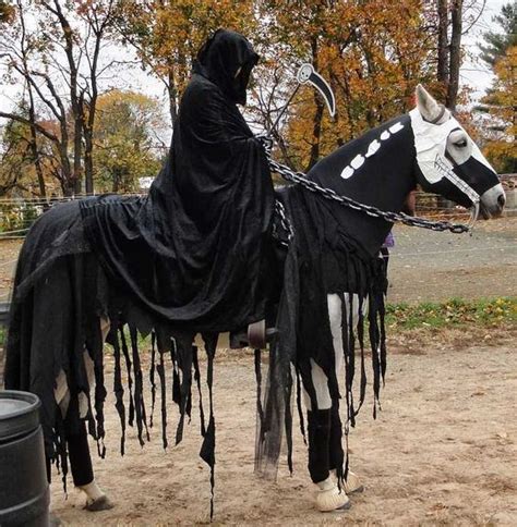 Halloween – costumes for horses and riders! - EQUISHOP Equestrian Shop