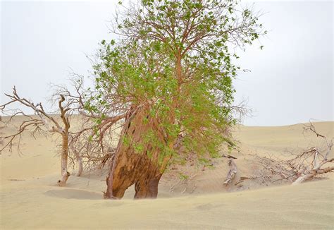 The Taklamakan Desert - WorldAtlas