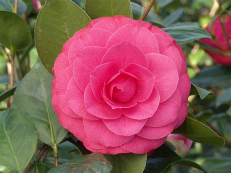 Mathotiana Supreme Camellia has extremely large, double blooms with loose, irregular, flaming ...