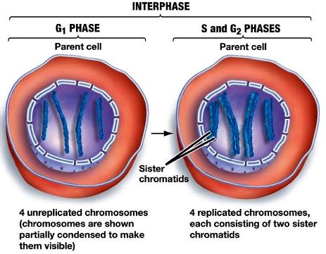 Biology- Phases of Cell Cycle | askIITians