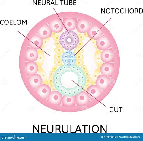 Neurulation. the Process of Neurulation . Human Embryonic Development ...