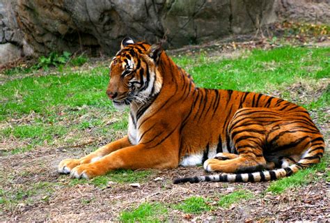 TIGER LAYING by TlCphotography730 on DeviantArt