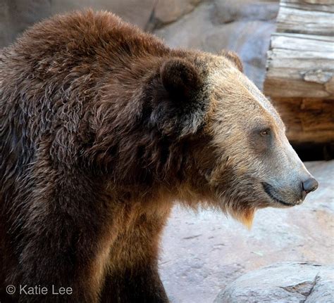 Hello Bear Photograph by Katie Lee - Pixels